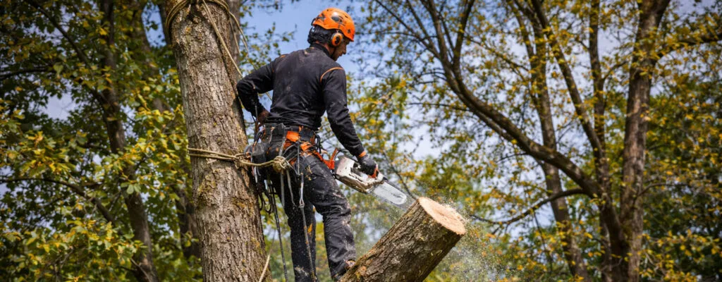 Tree Services Wigan
