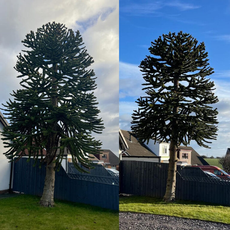 Professional crown reduction Wigan services near you