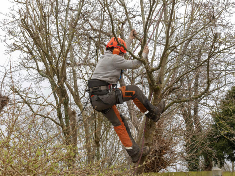 Professional crown lifting Wigan for improved clearance