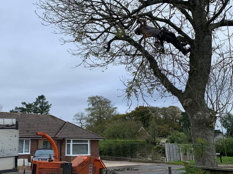 Professional crown lifting Wigan services near you