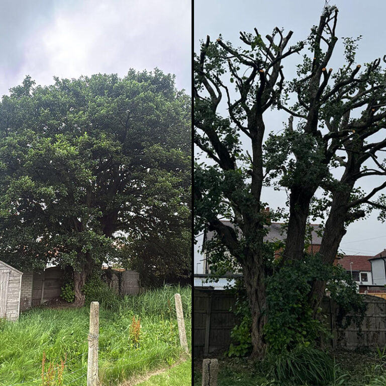 Professional crown reduction Wigan for tree management