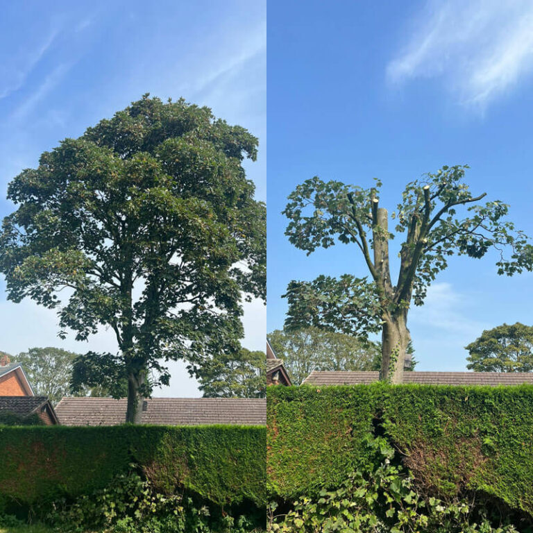 Expert Crown Reduction Wigan Services