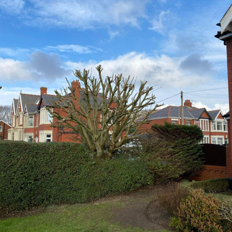 Expert tree pruning Wigan for healthy growth