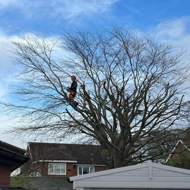 Local Tree Pruning Near Me in Wigan