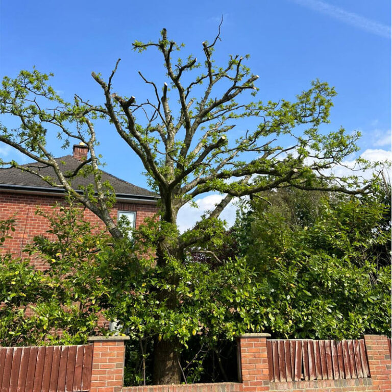 Specialist tree pruning Wigan services