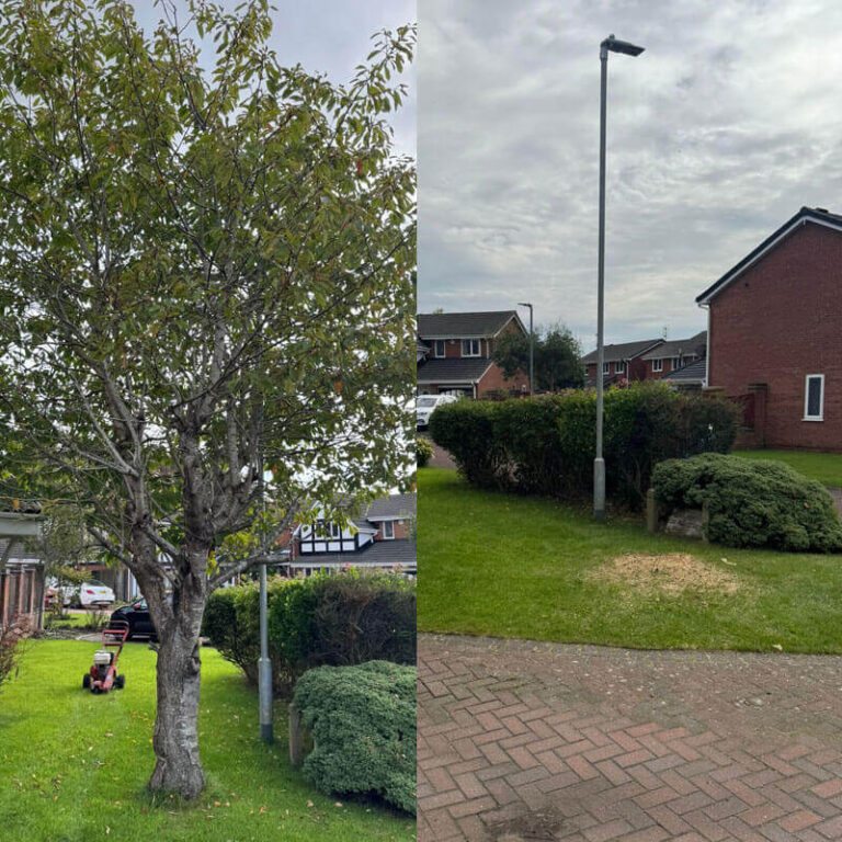 Expert Tree Removal Wigan