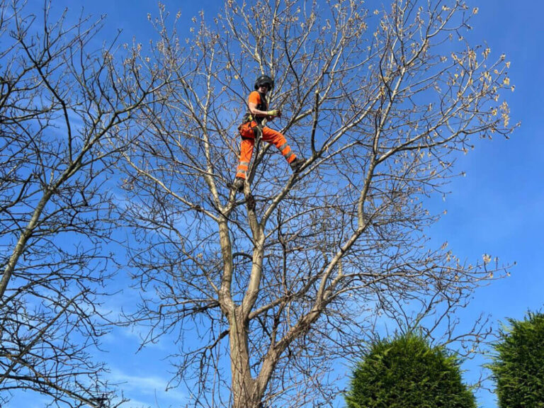 Why You May Need Tree Pruning
